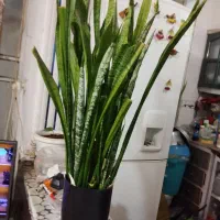 گل سانسوری سبز