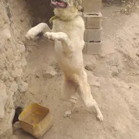 ماده
