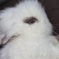 *واگزاری فوری خرگوش