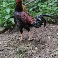 انواع جوجه ۵ روزه تا مرغ و خروس وبوقلبون|حیوانات مزرعه|خرم‌آباد (تنکابن), |دیوار