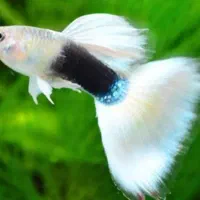 ماهی گوپی مولی پلاتی کالرزبرا لجن خارمیگو آکواریوم|ماهی|تهران, امام زاده حسن|دیوار