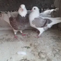 عالی|پرنده|مهران (ایلام), |دیوار