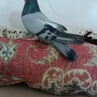 کبوتر ماده اصفهانی پور قفلی