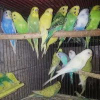 طوطی برزیلی عروس مرغ عشق و سرلاکه a19