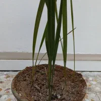 نهال نخل برحی|گل و گیاه طبیعی|اهواز, حصیرآباد|دیوار