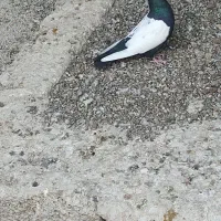 کبوتر سینه سیاه