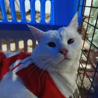 گربه پرشین کم یاب|گربه|شهریار, شهرک امیریه|دیوار