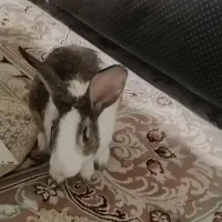 خرگوش|موش و خرگوش|تهران, دریا|دیوار