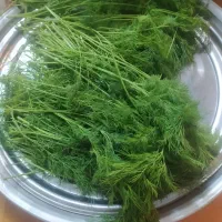 فروش فوری شوید تازه وتمیز