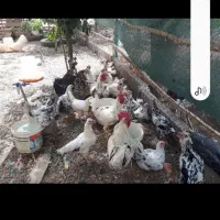 تخم مرغ گلین|حیوانات مزرعه|دزفول, |دیوار