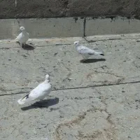 کبوتر|پرنده|شاهدشهر, |دیوار