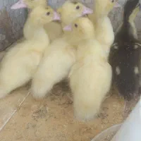 جوجه اردک خارجی