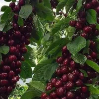 فروش نهال با ارقام های درجه 1|خدمات باغبانی و درختکاری|آذرشهر, |دیوار