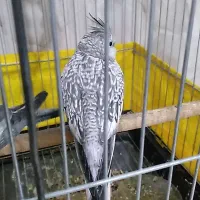 عروس هلندی خاص