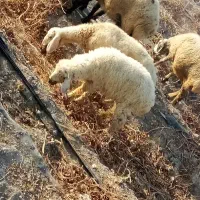میش زاییده  با بره نر