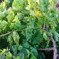 فروش باغ انگور|فروش دفتر صنعتی، کشاورزی، تجاری|دشتابی, |دیوار