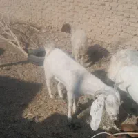 چهارراس گوسفند فروشی