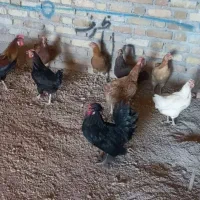 مرغ و خروس