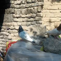 باشی قرمزوباشی گوی