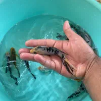 ماهی عمده|ماهی|خرمشهر, |دیوار