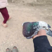 کفتر|پرنده|صادق آباد, |دیوار