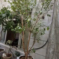 گل بنجامبن و ..