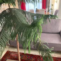 کاج مطبق|گل و گیاه طبیعی|تهران, مرزداران|دیوار
