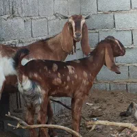 بز مطفل|حیوانات مزرعه|خرمشهر, |دیوار