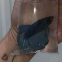 ماهی فایتر|ماهی|دورود, |دیوار