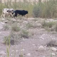 فروش تعدادی گاو و گوساله داشتی