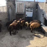 میش افشاری مهربانی جوان ابستن