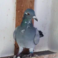 پلاکی|پرنده|باوی, |دیوار