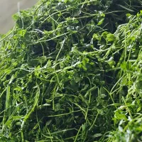 سبزی سبزیحات آماده مصرف بسته بندی فروشگاهی