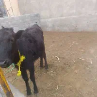 گوساله گوشتی