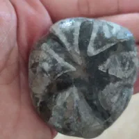 فسیل