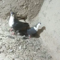 کبوترچهارعدد سه تانری ماده