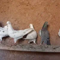 کفتر تیر|پرنده|دماوند, گیلاوند|دیوار