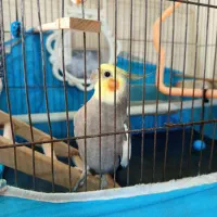 عروس هلندی|پرنده|رشت, دخانیات|دیوار