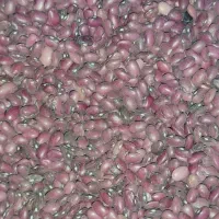 فروش لوبیا چیتی و قرمز|عمدهفروشی|مرودشت, رودبال|دیوار