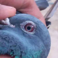 800000|پرنده|اسفرورین, |دیوار