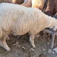 بره قوچ مغانی