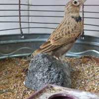 سهره خاکی شب و روز خوان