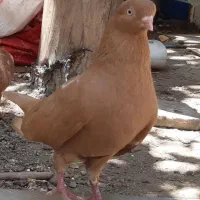 کفتر زینتی از نسل شاپرک و هملت