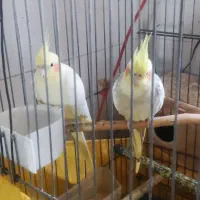عروس هلندی