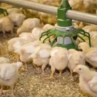 رنگی رنگی اردک بوقلمون جوجه گوشتی|حیوانات مزرعه|کرمان, |دیوار