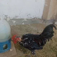 گردن لخت 3عدد