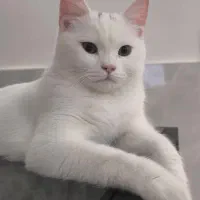 گربه پنج ماهه با وسایل کامل|گربه|گرگان, |دیوار
