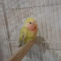 طوطی کوتوله|پرنده|شیروان (خراسان), |دیوار