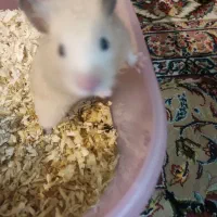 واگذاری همستر نر و ماده