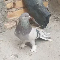 فروش کبوتر نقره ای و شازده بدرد بخور